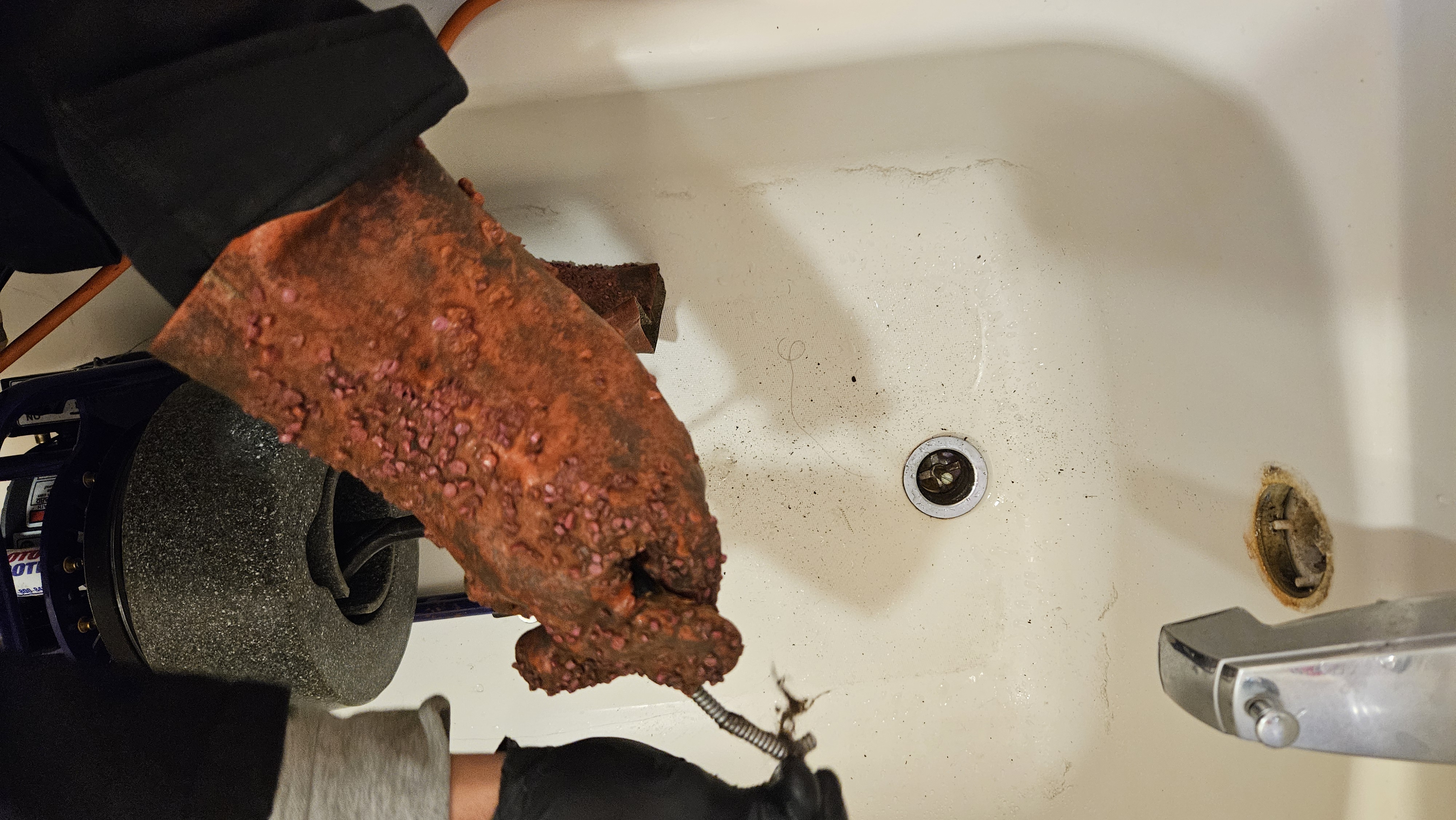 Large tree root ball extracted from main sewer line in recent Aurora area job