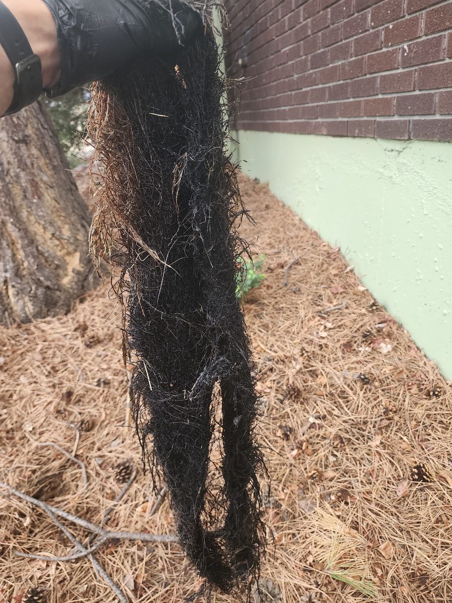 Enormous tree root mass pulled from a clogged main sewer line in the Denver metro